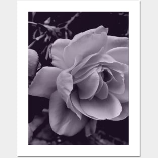 Grey Scale Rose Photo Posters and Art